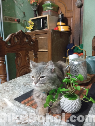 Parsian bidesi biral